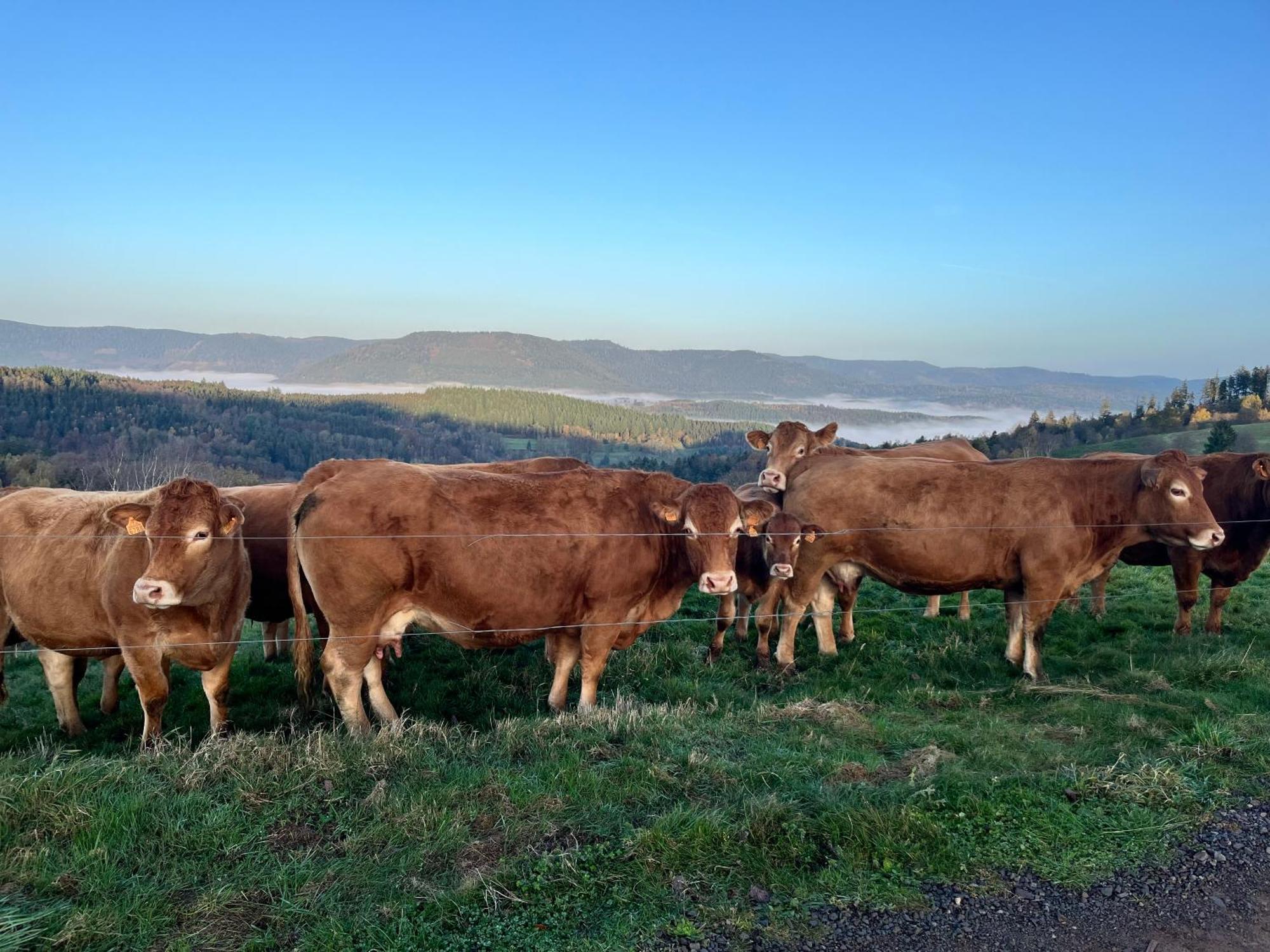 Gite De Montagne -Bellefosse Alsace Exterior photo